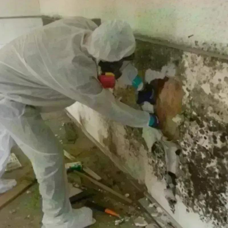 Mold Remediation and Removal in Franklin County, AR